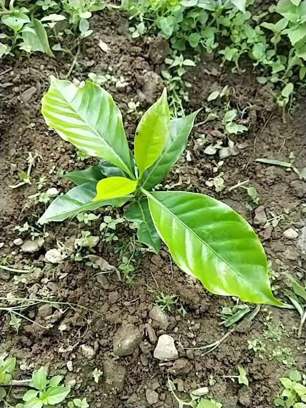 tree image