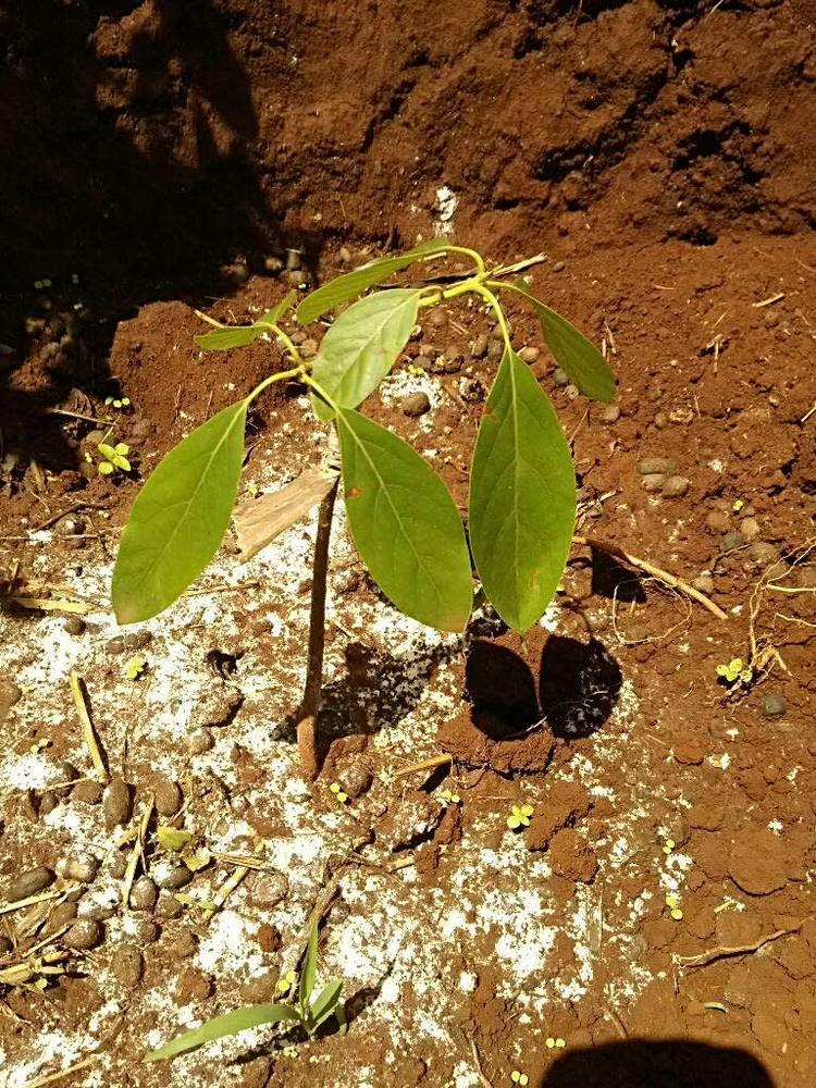 tree image