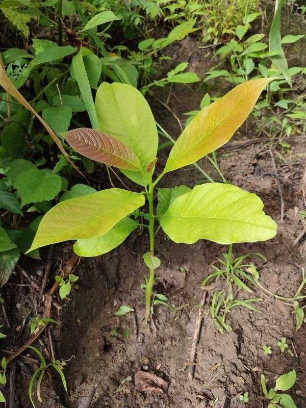 tree image