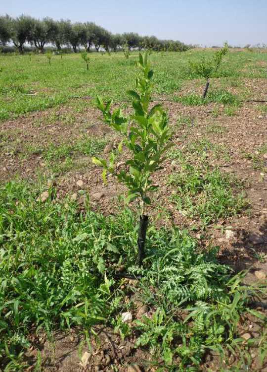 tree image