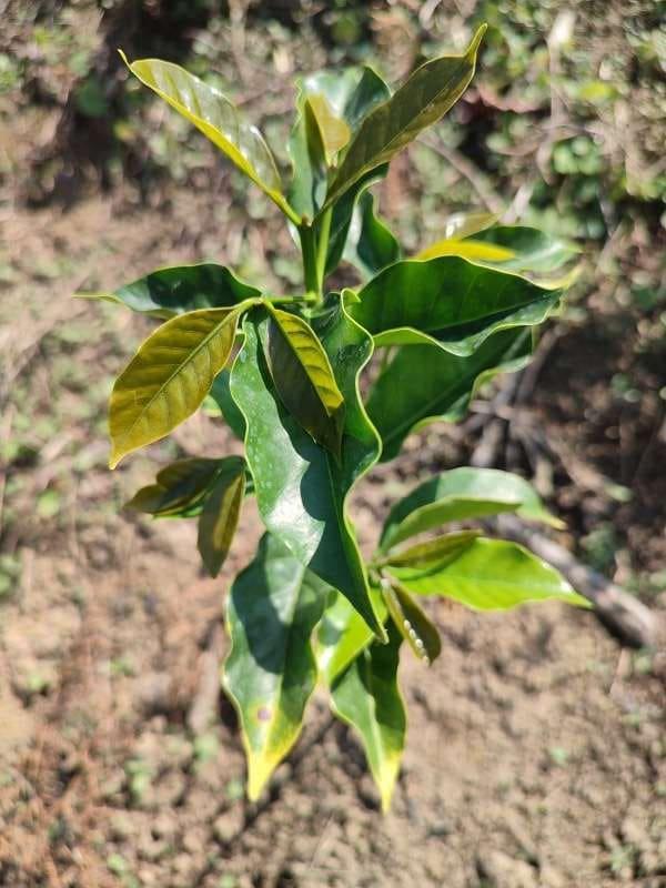 tree image