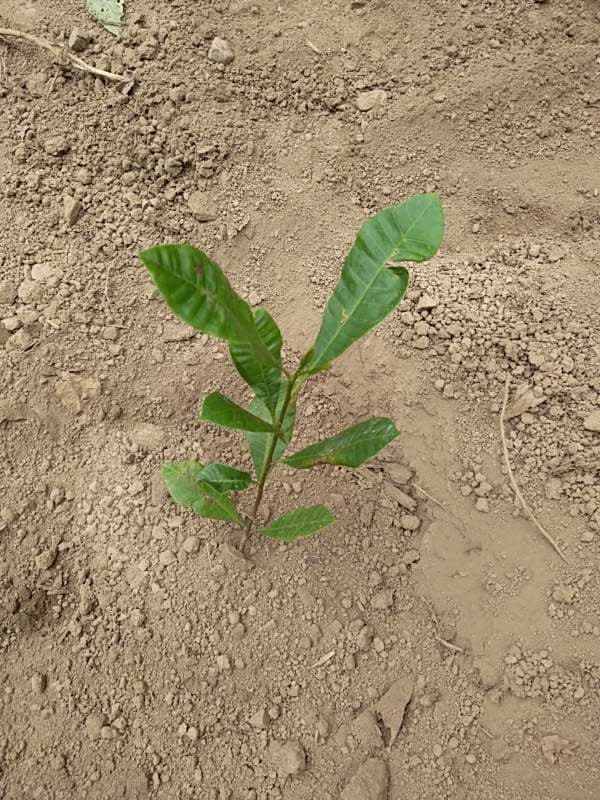 tree image