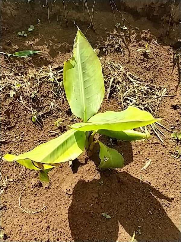 tree image