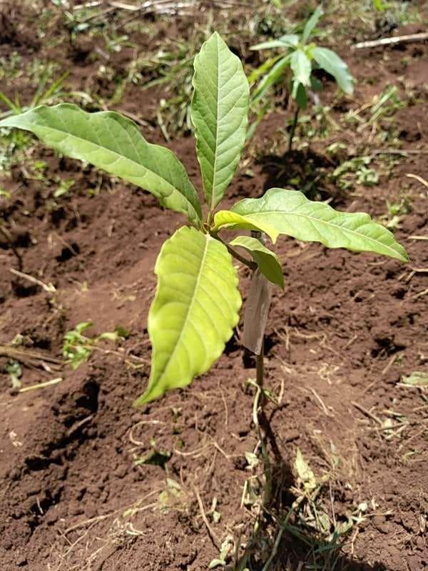 tree image