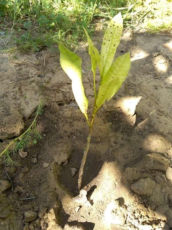 tree image