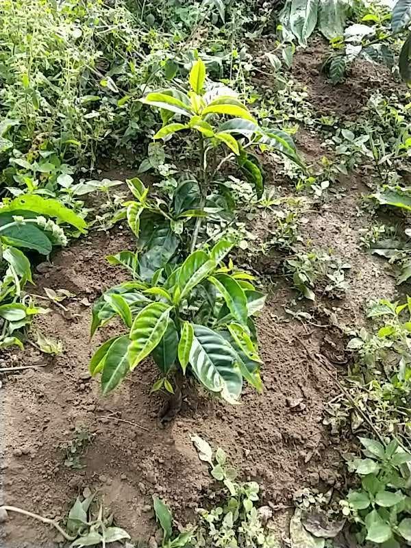 tree image