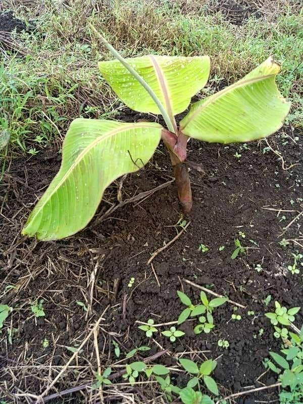 tree image