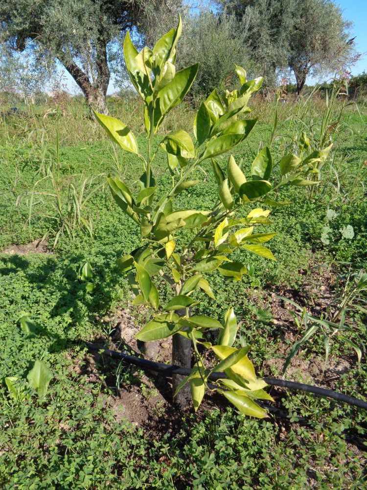tree image