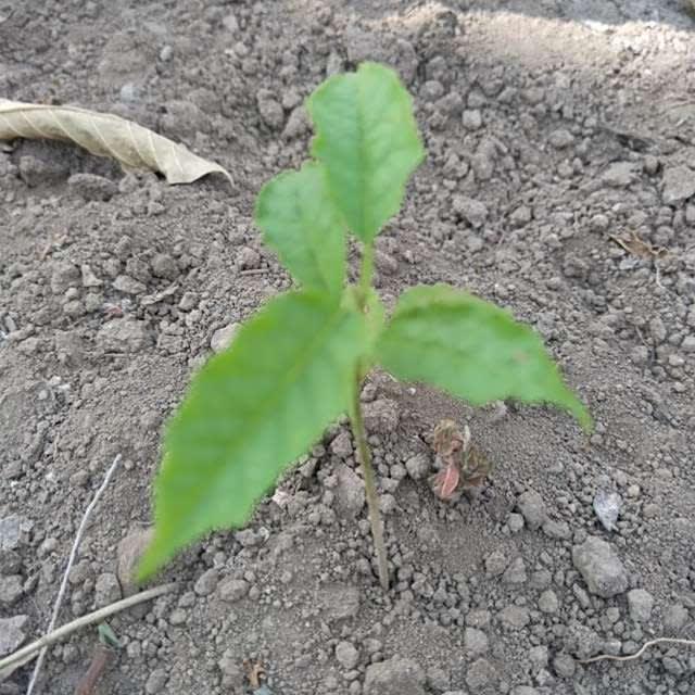 tree image