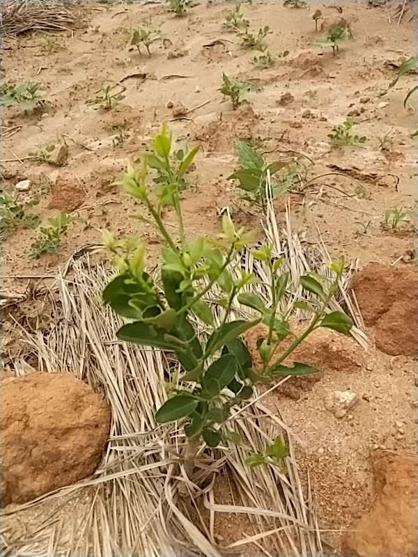 tree image