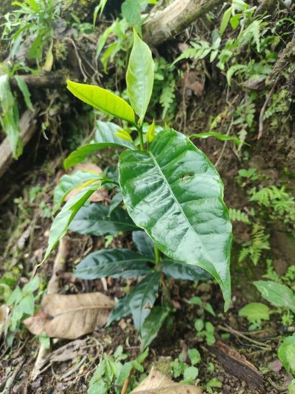 tree image