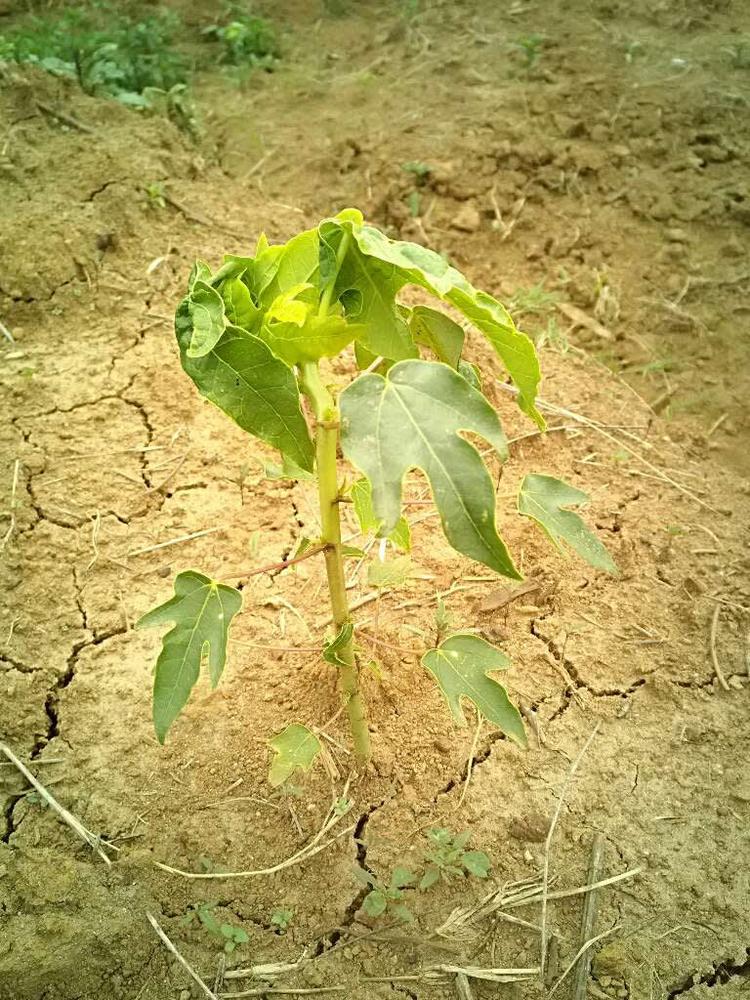 tree image