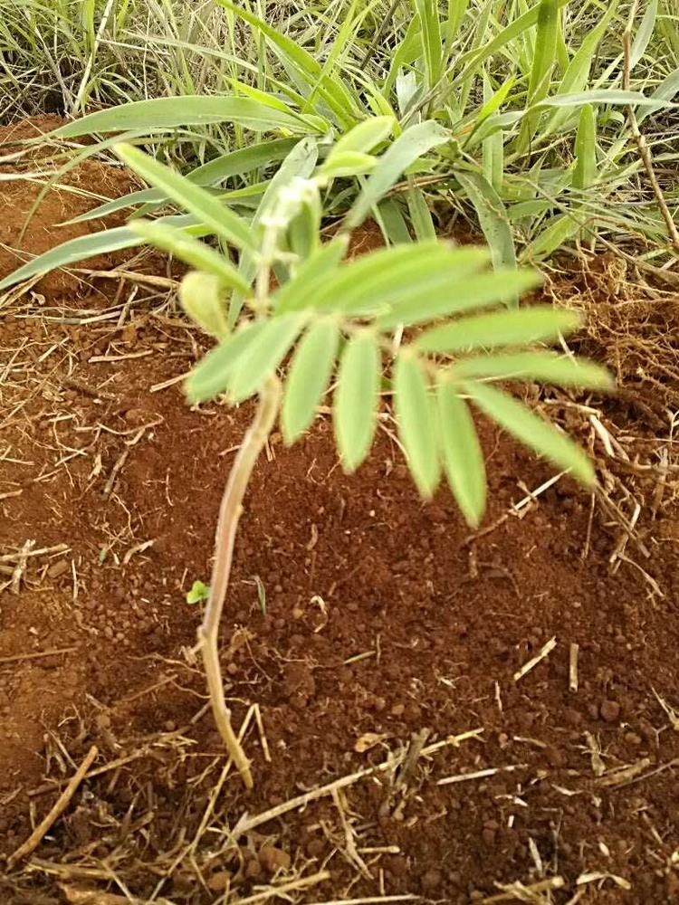 tree image
