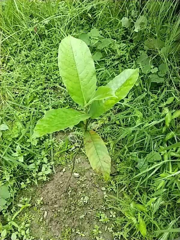 tree image