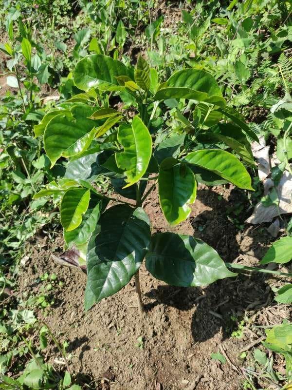 tree image