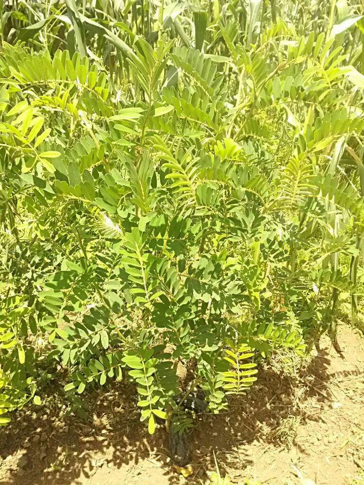 tree image