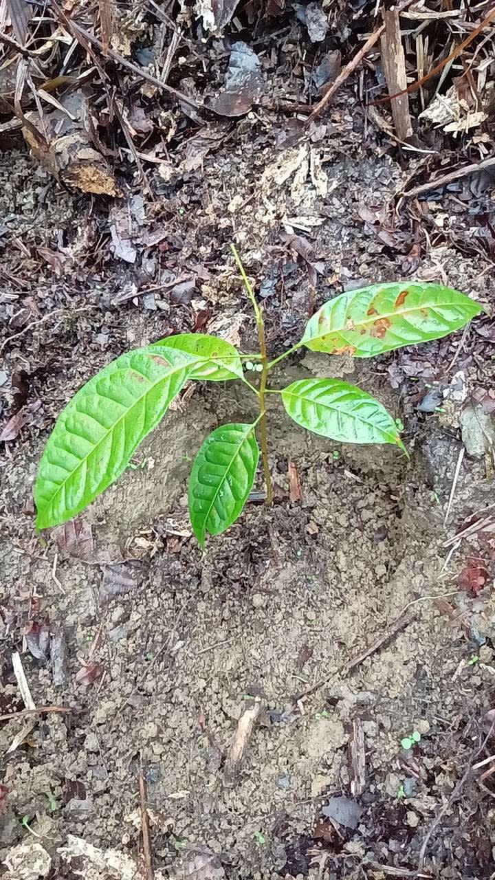 tree image