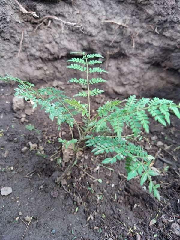 tree image