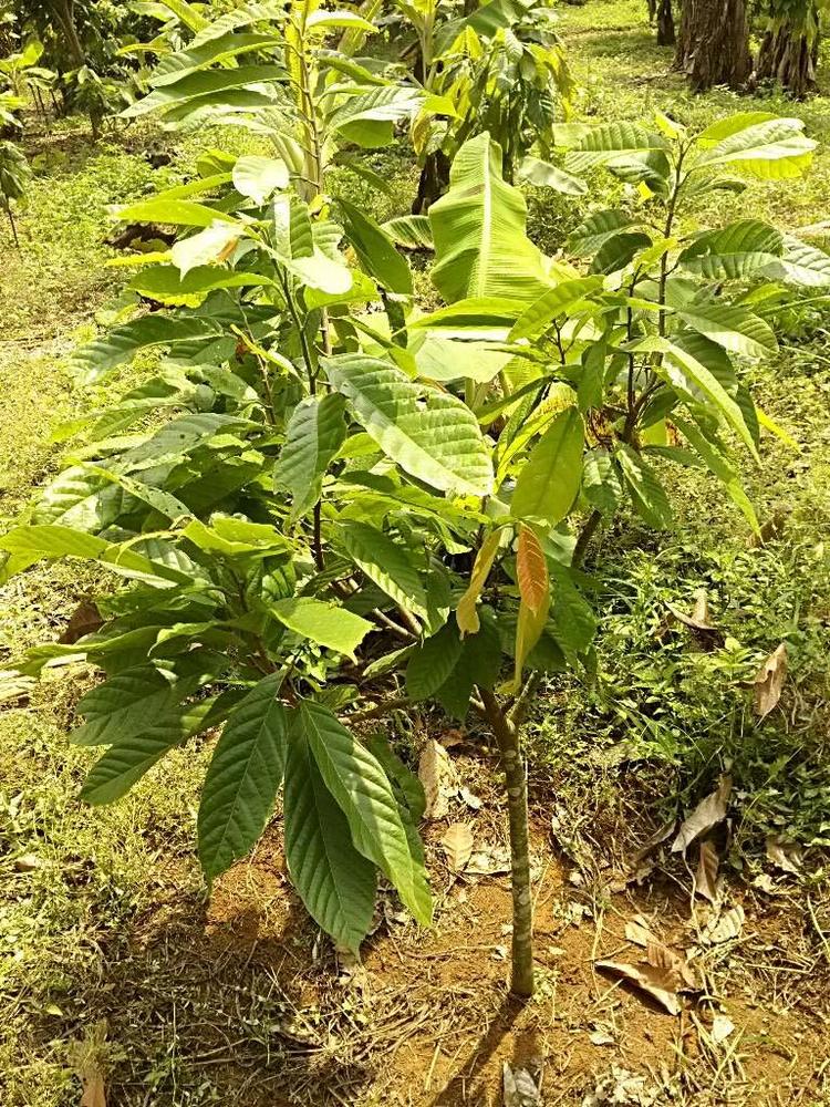 tree image