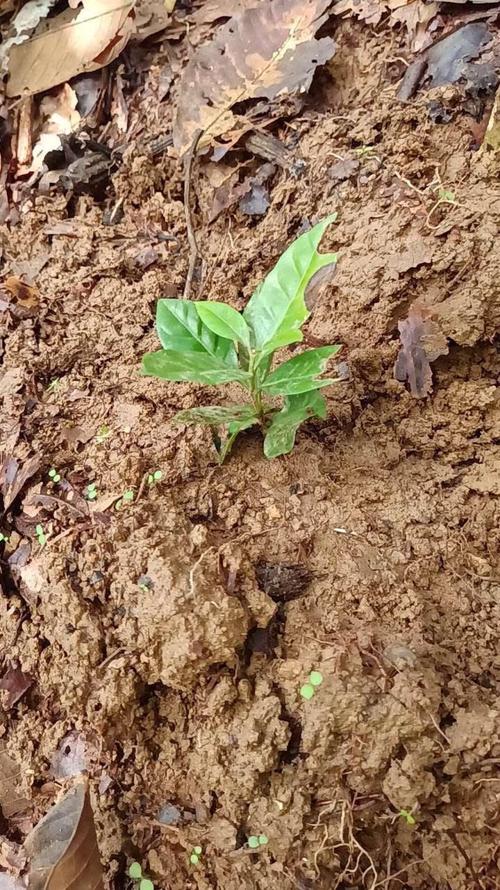 tree image