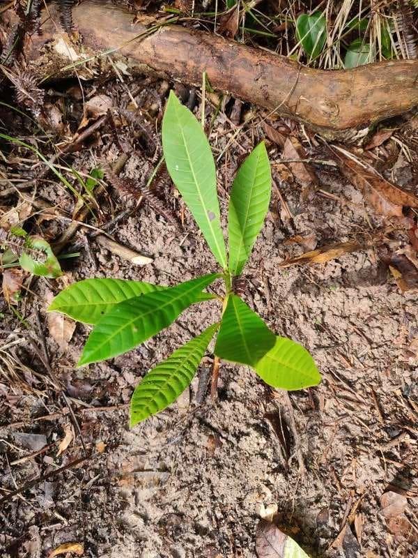 tree image
