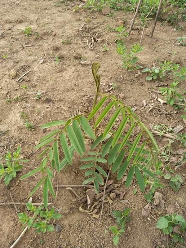 tree image