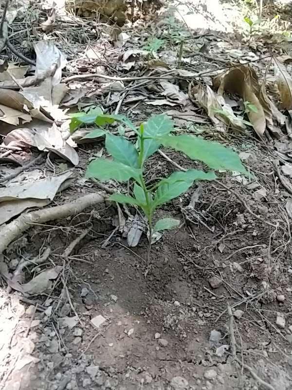 tree image