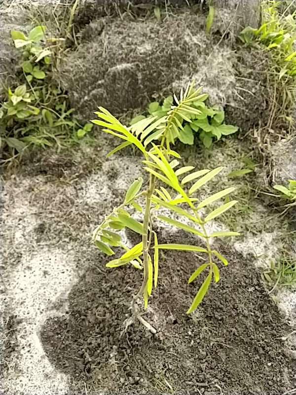 tree image