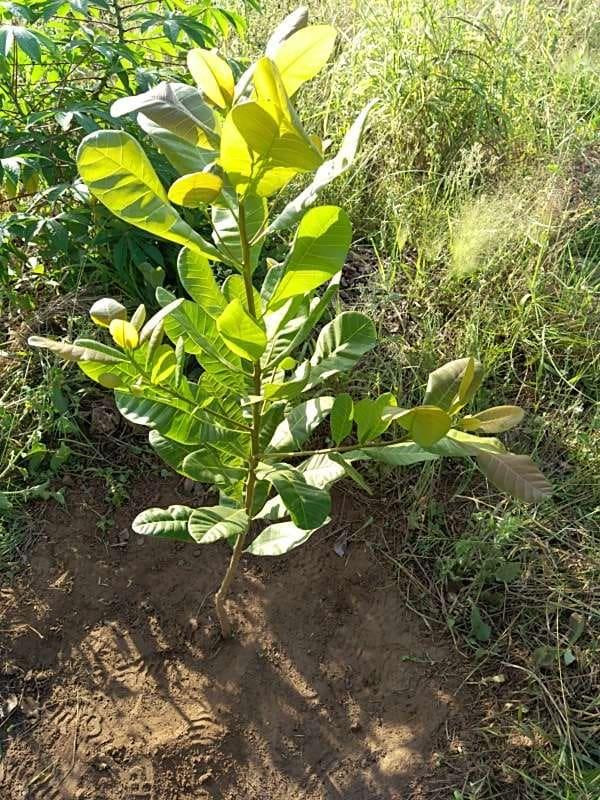 tree image