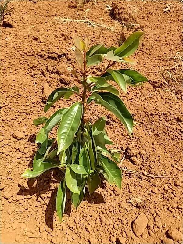 tree image
