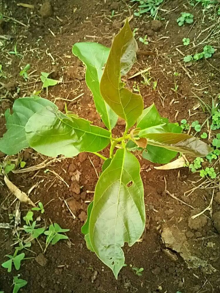 tree image