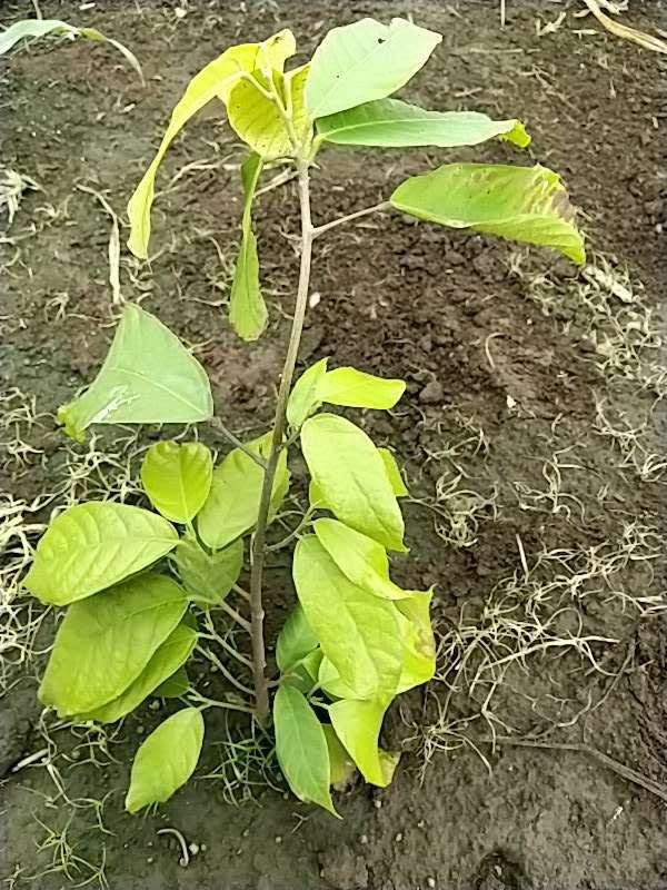 tree image