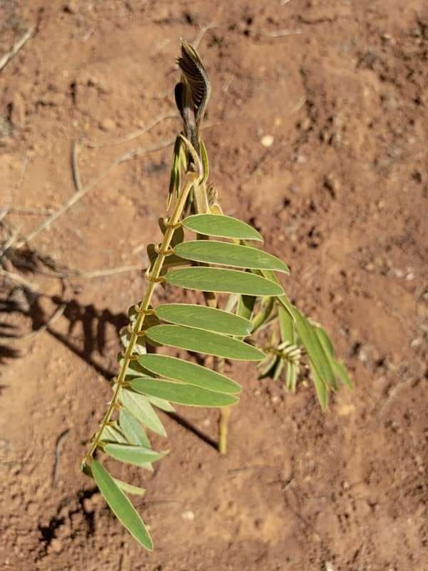 tree image