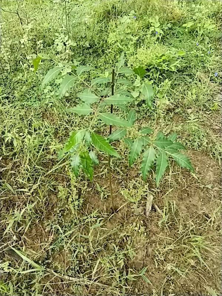 tree image
