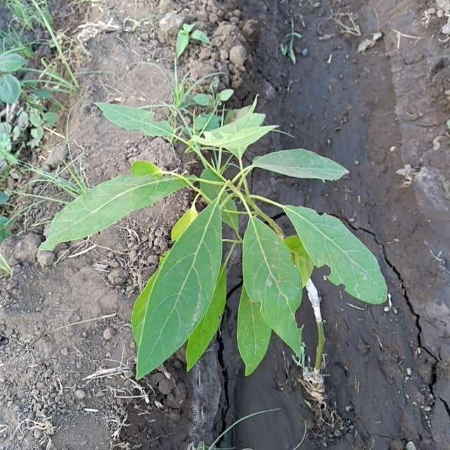 tree image