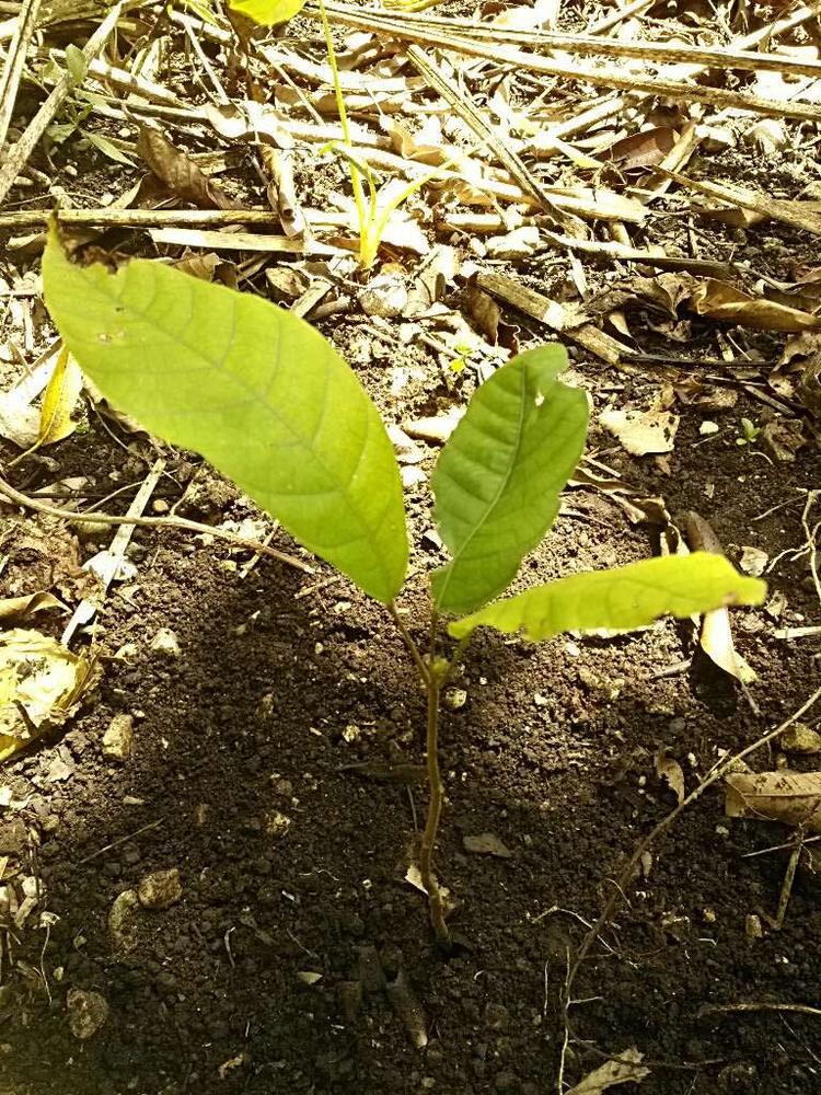 tree image