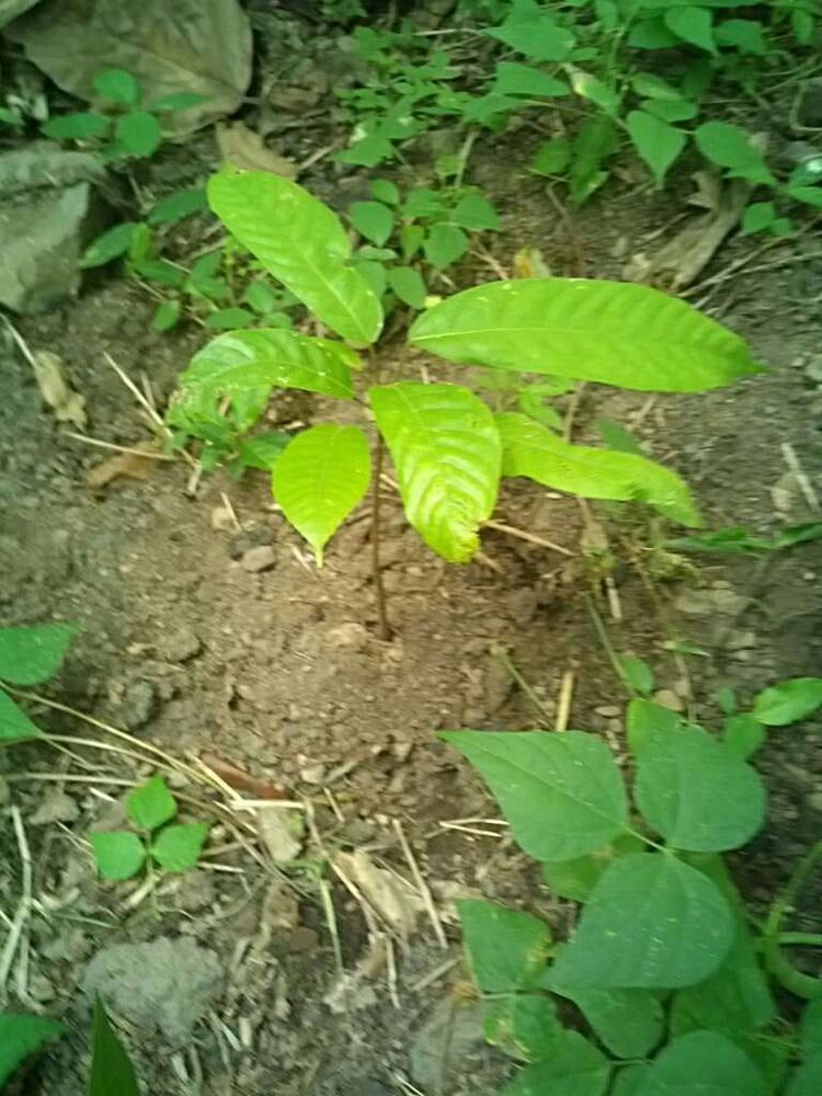 tree image