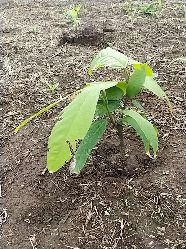tree image