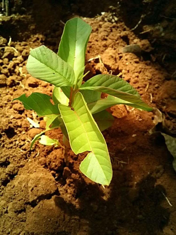 tree image