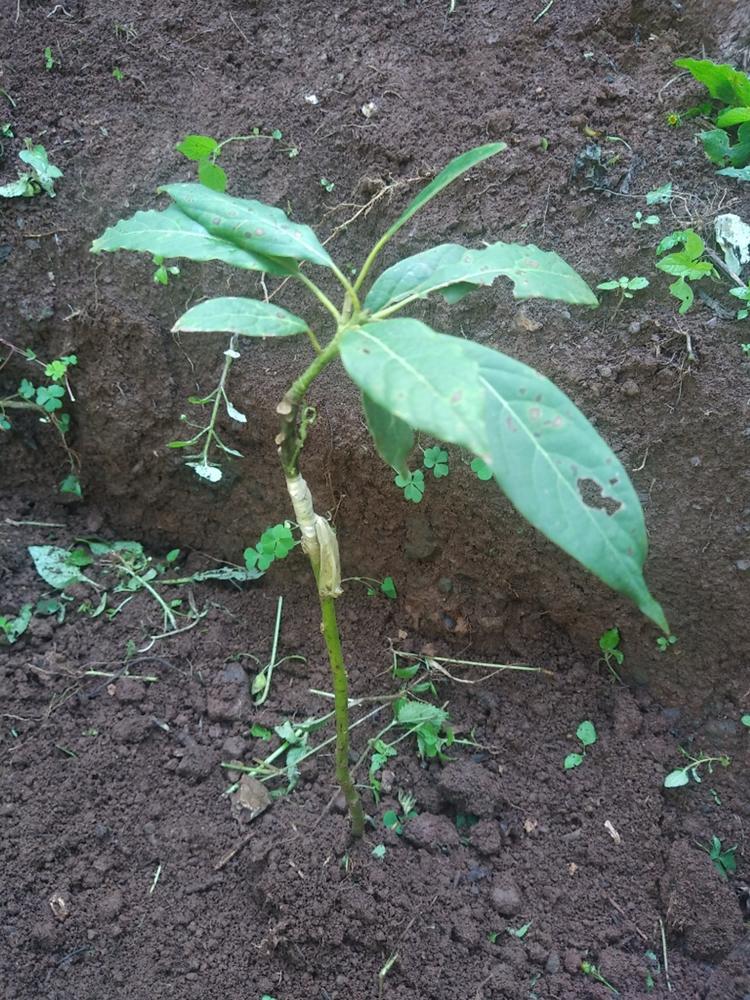 tree image
