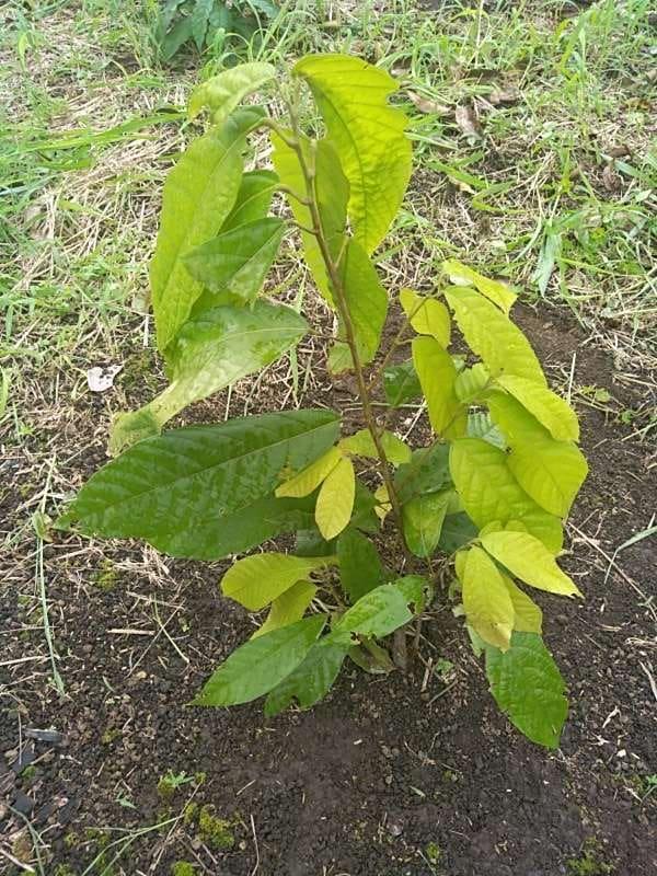 tree image