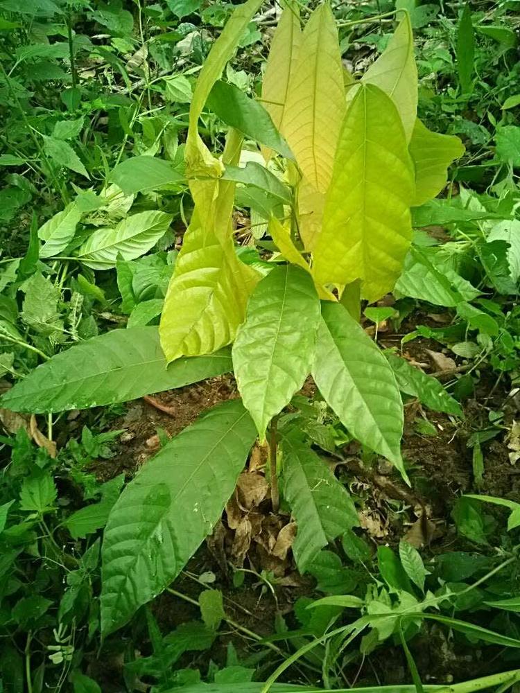 tree image