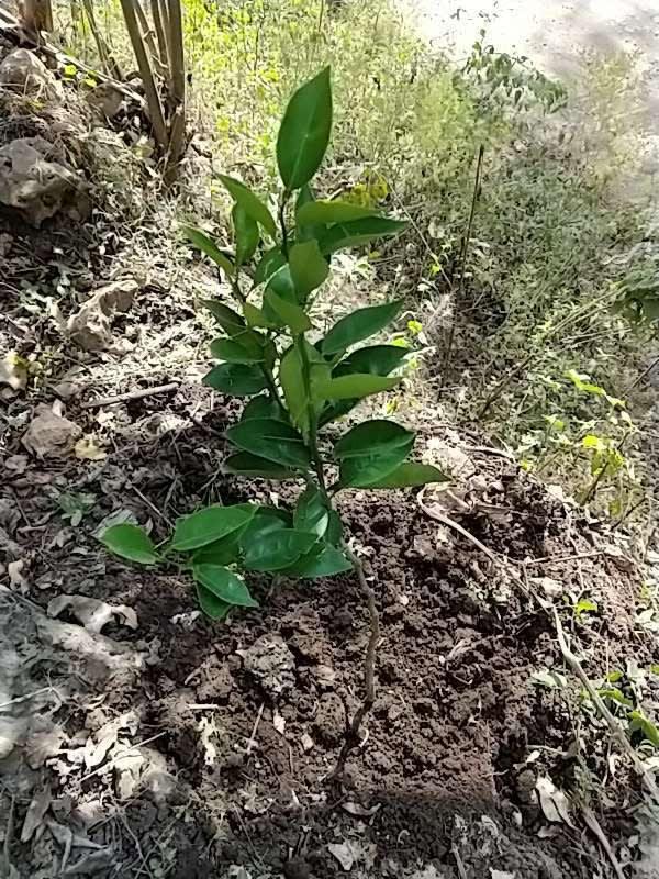 tree image