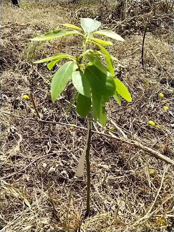 tree image