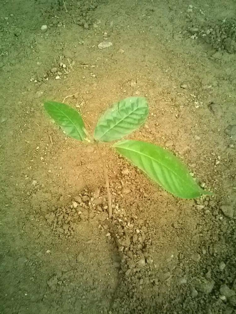 tree image
