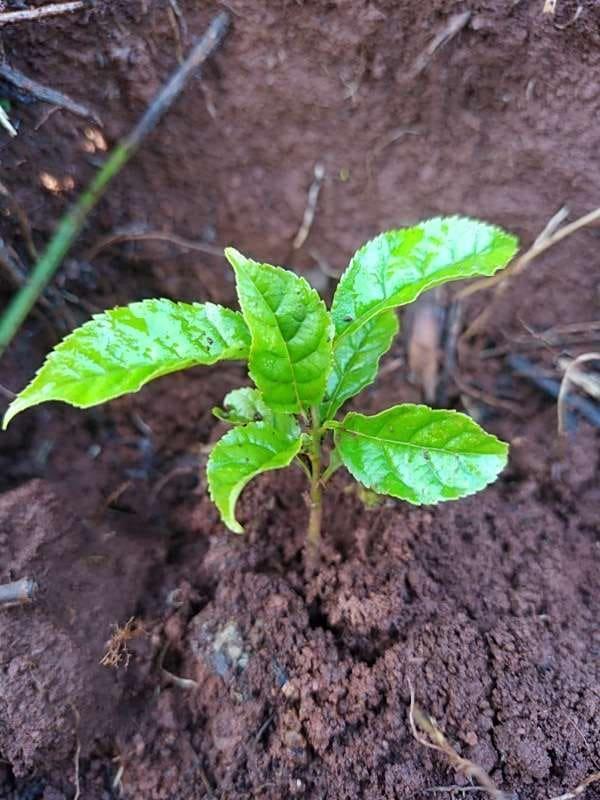 tree image