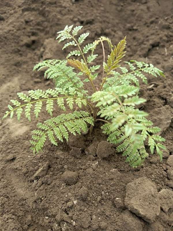tree image