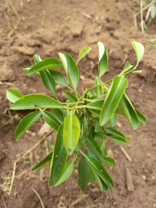 tree image