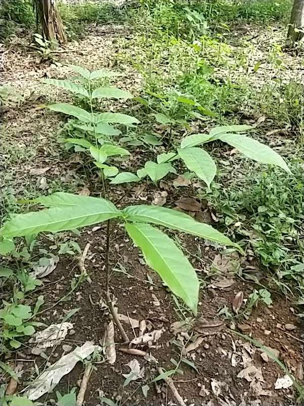 tree image