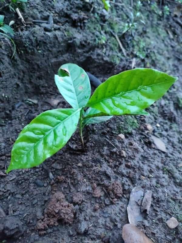 tree image